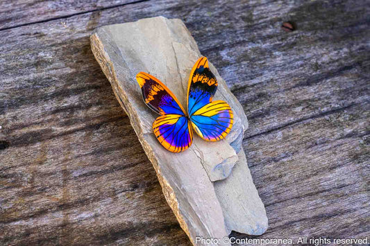 Pointed Half Euphaedra M