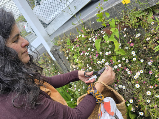 Happy Summer Solstice ☀️