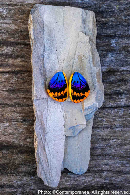 Mini Euphedra Butterfly Wing Earrings