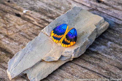 Mini Euphedra Butterfly Wing Earrings