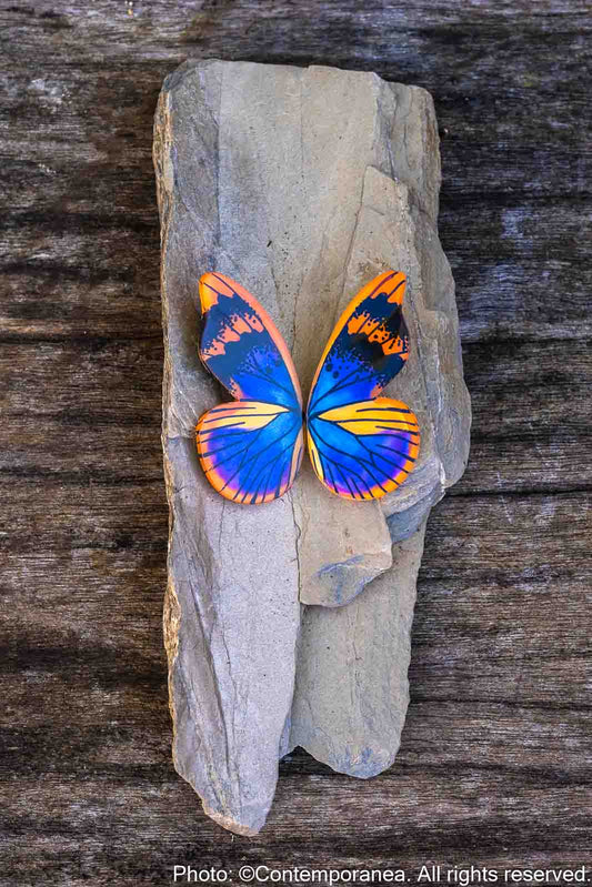 Pointed Half Euphaedra M