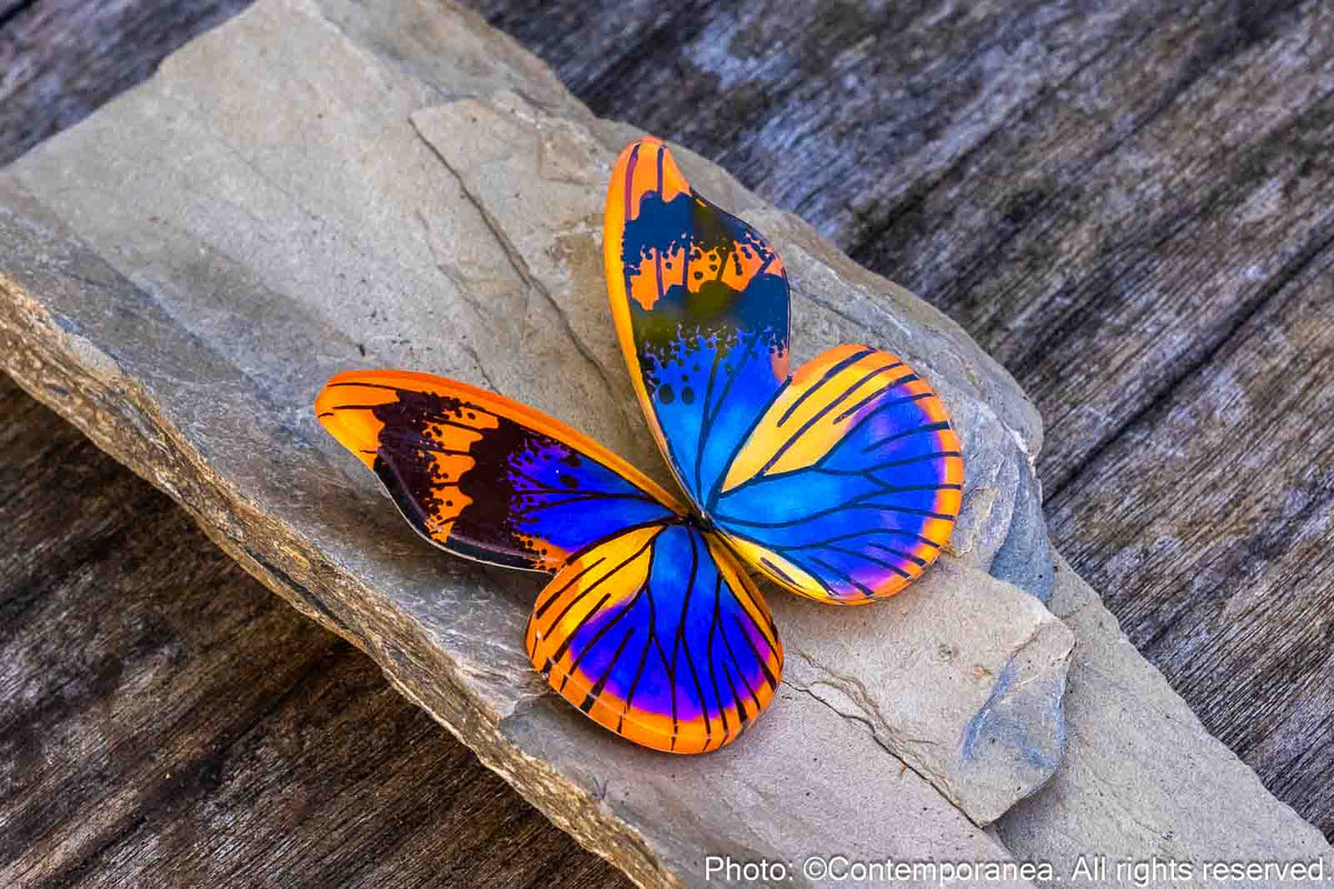 Pointed Half Euphaedra M